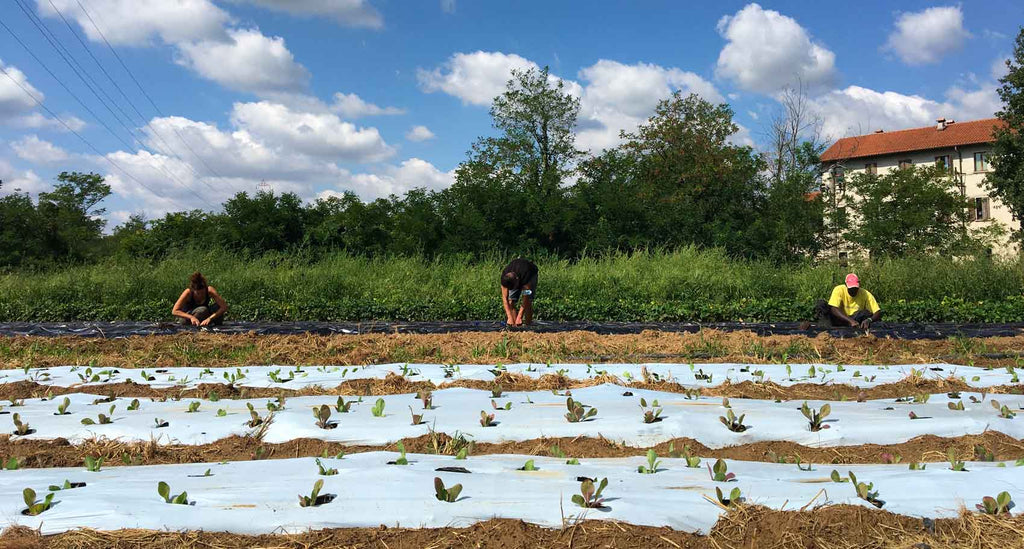 Produciamo ortaggi e frutta biologica